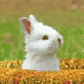 渝万一老年醉